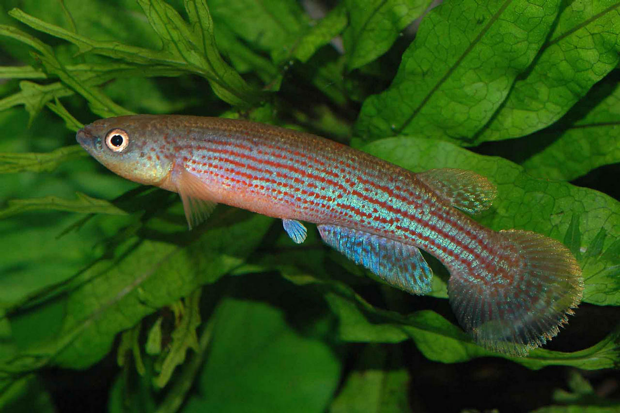 Rivulus waimacui